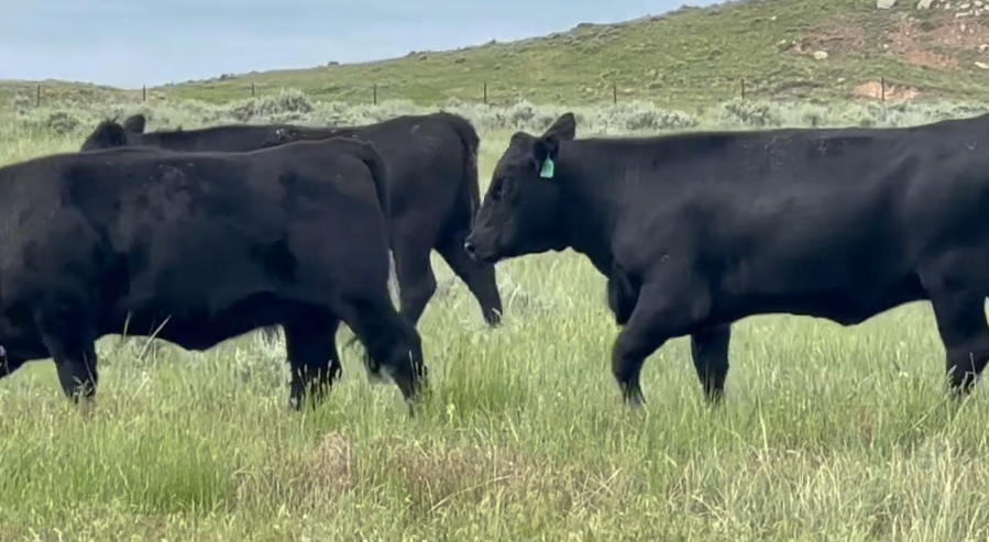 45 Head of Black & Black Baldy Bred Heifers BH821E5
